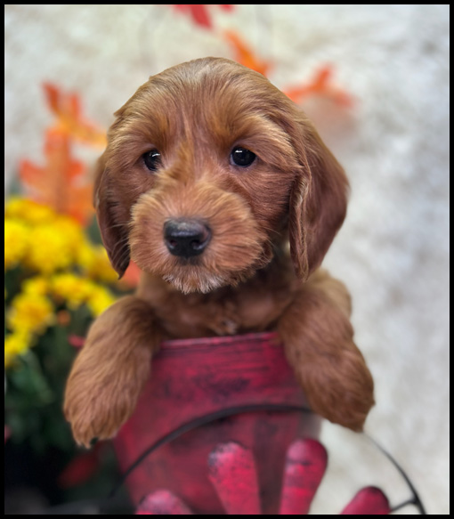 miniature labradoodle puppy, miniature labradoodle puppies for sale, mini labradoodle puppies for sale, mini labradoodle puppies Oregon, labradoodle puppies for sale