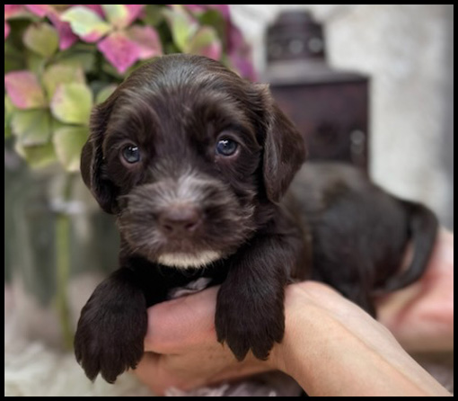 miniature labradoodle puppy, miniature labradoodle puppies for sale, mini labradoodle puppies for sale, mini labradoodle puppies Oregon, labradoodle puppies for sale