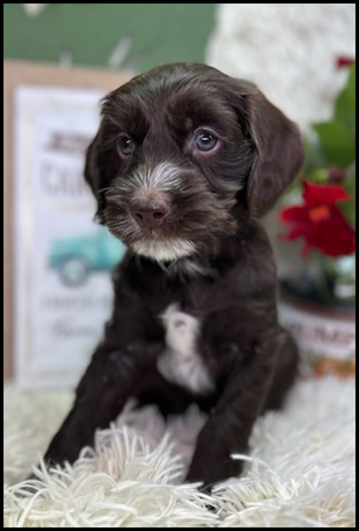 miniature labradoodle puppy, miniature labradoodle puppies for sale, mini labradoodle puppies for sale, mini labradoodle puppies Oregon, labradoodle puppies for sale