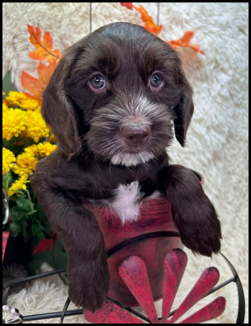 miniature labradoodle puppy, miniature labradoodle puppies for sale, mini labradoodle puppies for sale, mini labradoodle puppies Oregon, labradoodle puppies for sale