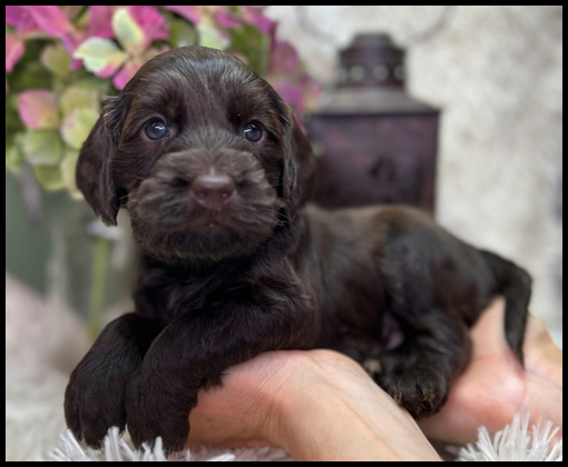 miniature labradoodle puppy, miniature labradoodle puppies for sale, mini labradoodle puppies for sale, mini labradoodle puppies Oregon, labradoodle puppies for sale