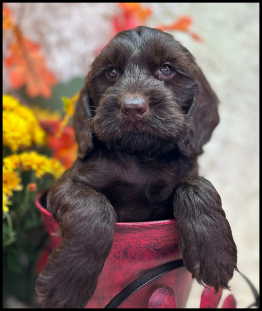 miniature labradoodle puppy, miniature labradoodle puppies for sale, mini labradoodle puppies for sale, mini labradoodle puppies Oregon, labradoodle puppies for sale