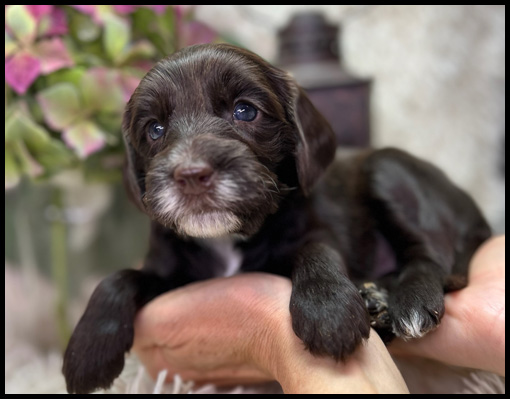 miniature labradoodle puppy, miniature labradoodle puppies for sale, mini labradoodle puppies for sale, mini labradoodle puppies Oregon, labradoodle puppies for sale