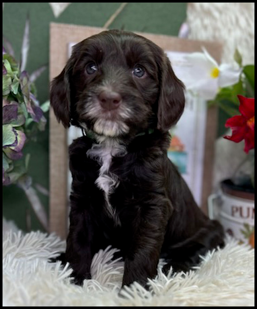 miniature labradoodle puppy, miniature labradoodle puppies for sale, mini labradoodle puppies for sale, mini labradoodle puppies Oregon, labradoodle puppies for sale
