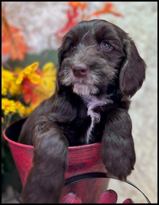 miniature labradoodle puppy, miniature labradoodle puppies for sale, mini labradoodle puppies for sale, mini labradoodle puppies Oregon, labradoodle puppies for sale