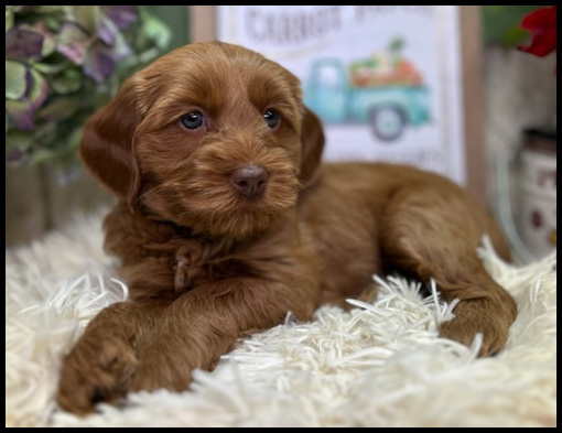 miniature labradoodle puppy, miniature labradoodle puppies for sale, mini labradoodle puppies for sale, mini labradoodle puppies Oregon, labradoodle puppies for sale