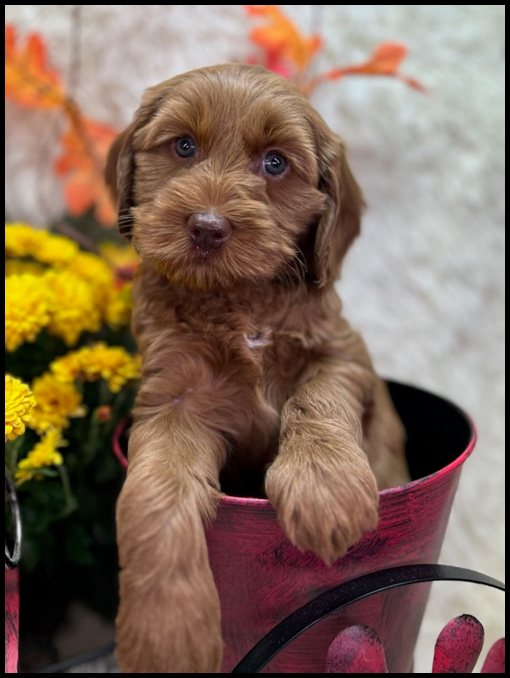 miniature labradoodle puppy, miniature labradoodle puppies for sale, mini labradoodle puppies for sale, mini labradoodle puppies Oregon, labradoodle puppies for sale