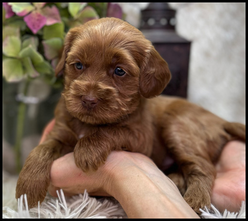 miniature labradoodle puppy, miniature labradoodle puppies for sale, mini labradoodle puppies for sale, mini labradoodle puppies Oregon, labradoodle puppies for sale
