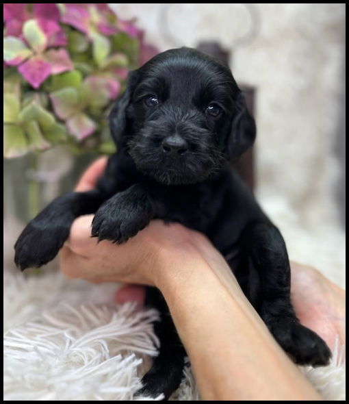 miniature labradoodle puppy, miniature labradoodle puppies for sale, mini labradoodle puppies for sale, mini labradoodle puppies Oregon, labradoodle puppies for sale