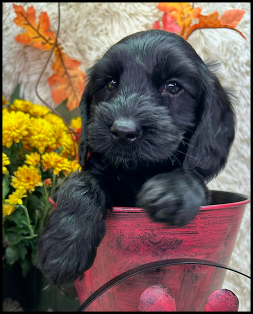 miniature labradoodle puppy, miniature labradoodle puppies for sale, mini labradoodle puppies for sale, mini labradoodle puppies Oregon, labradoodle puppies for sale