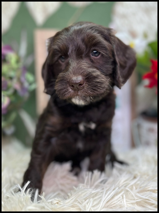 miniature labradoodle puppy, miniature labradoodle puppies for sale, mini labradoodle puppies for sale, mini labradoodle puppies Oregon, labradoodle puppies for sale