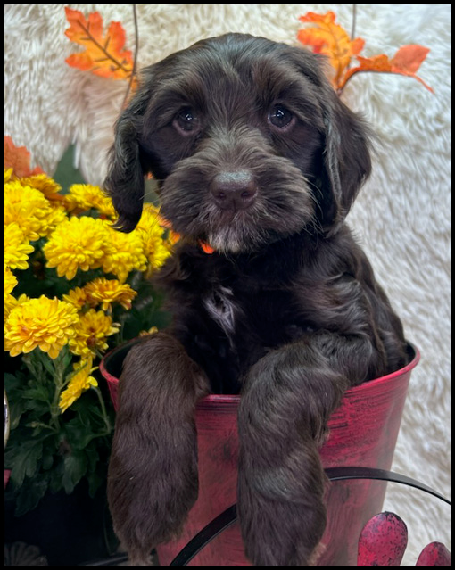 miniature labradoodle puppy, miniature labradoodle puppies for sale, mini labradoodle puppies for sale, mini labradoodle puppies Oregon, labradoodle puppies for sale