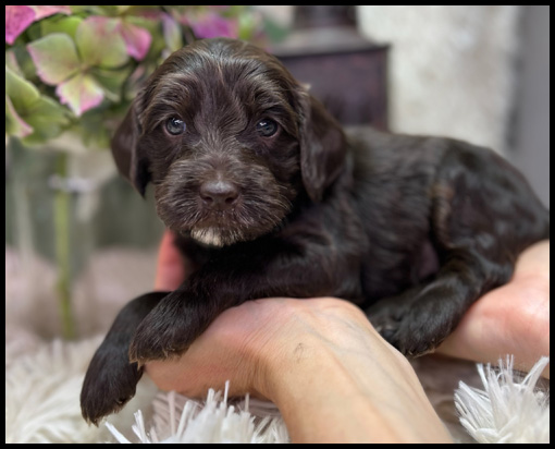 miniature labradoodle puppy, miniature labradoodle puppies for sale, mini labradoodle puppies for sale, mini labradoodle puppies Oregon, labradoodle puppies for sale