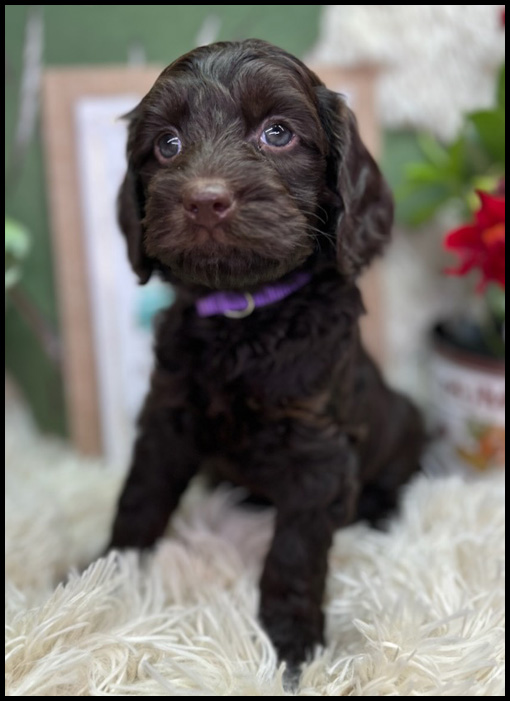 miniature labradoodle puppy, miniature labradoodle puppies for sale, mini labradoodle puppies for sale, mini labradoodle puppies Oregon, labradoodle puppies for sale