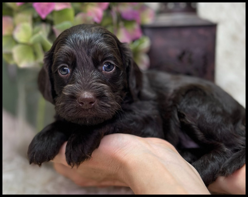 miniature labradoodle puppy, miniature labradoodle puppies for sale, mini labradoodle puppies for sale, mini labradoodle puppies Oregon, labradoodle puppies for sale
