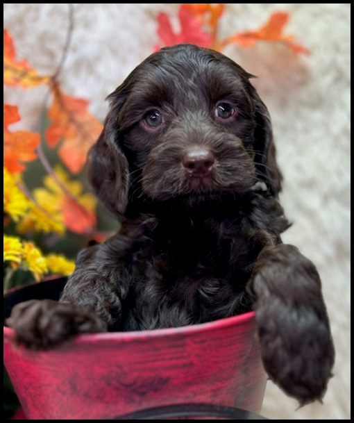 miniature labradoodle puppy, miniature labradoodle puppies for sale, mini labradoodle puppies for sale, mini labradoodle puppies Oregon, labradoodle puppies for sale