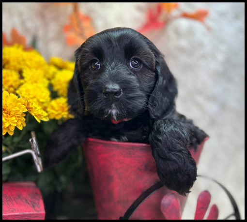 miniature labradoodle puppy, miniature labradoodle puppies for sale, mini labradoodle puppies for sale, mini labradoodle puppies Oregon, labradoodle puppies for sale