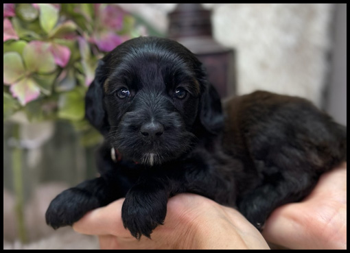 miniature labradoodle puppy, miniature labradoodle puppies for sale, mini labradoodle puppies for sale, mini labradoodle puppies Oregon, labradoodle puppies for sale