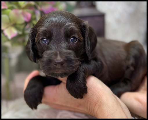 miniature labradoodle puppy, miniature labradoodle puppies for sale, mini labradoodle puppies for sale, mini labradoodle puppies Oregon, labradoodle puppies for sale