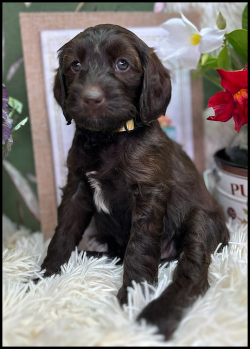 miniature labradoodle puppy, miniature labradoodle puppies for sale, mini labradoodle puppies for sale, mini labradoodle puppies Oregon, labradoodle puppies for sale