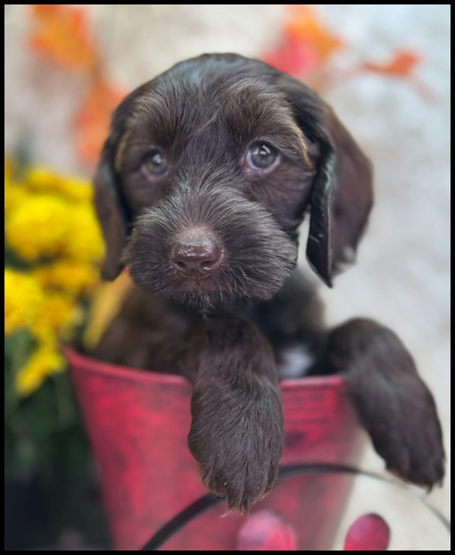 miniature labradoodle puppy, miniature labradoodle puppies for sale, mini labradoodle puppies for sale, mini labradoodle puppies Oregon, labradoodle puppies for sale