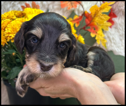 miniature labradoodle puppy, miniature labradoodle puppies for sale, mini labradoodle puppies for sale, mini labradoodle puppies Oregon, labradoodle puppies for sale