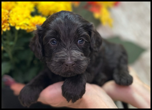 miniature labradoodle puppy, miniature labradoodle puppies for sale, mini labradoodle puppies for sale, mini labradoodle puppies Oregon, labradoodle puppies for sale