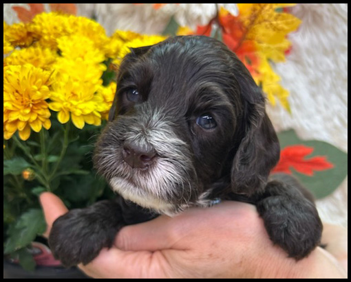 miniature labradoodle puppy, miniature labradoodle puppies for sale, mini labradoodle puppies for sale, mini labradoodle puppies Oregon, labradoodle puppies for sale