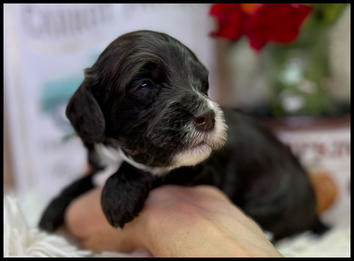 miniature labradoodle puppy, miniature labradoodle puppies for sale, mini labradoodle puppies for sale, mini labradoodle puppies Oregon, labradoodle puppies for sale