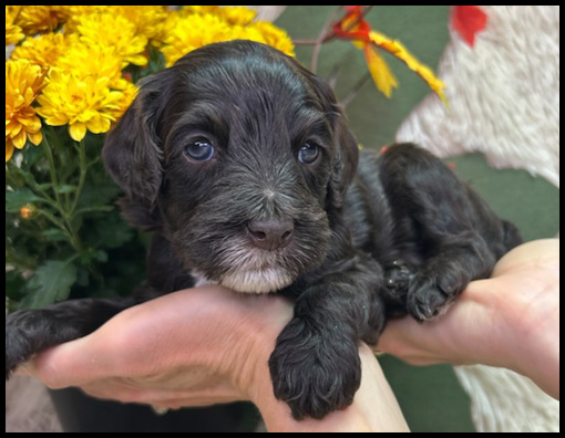 miniature labradoodle puppy, miniature labradoodle puppies for sale, mini labradoodle puppies for sale, mini labradoodle puppies Oregon, labradoodle puppies for sale