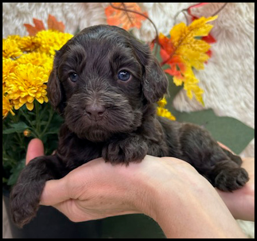 miniature labradoodle puppy, miniature labradoodle puppies for sale, mini labradoodle puppies for sale, mini labradoodle puppies Oregon, labradoodle puppies for sale