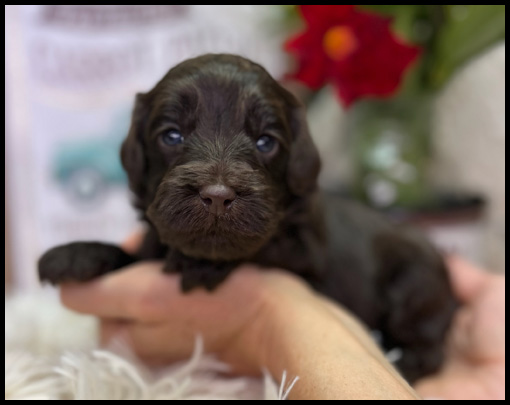 miniature labradoodle puppy, miniature labradoodle puppies for sale, mini labradoodle puppies for sale, mini labradoodle puppies Oregon, labradoodle puppies for sale