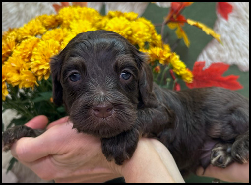miniature labradoodle puppy, miniature labradoodle puppies for sale, mini labradoodle puppies for sale, mini labradoodle puppies Oregon, labradoodle puppies for sale