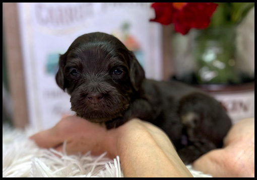miniature labradoodle puppy, miniature labradoodle puppies for sale, mini labradoodle puppies for sale, mini labradoodle puppies Oregon, labradoodle puppies for sale