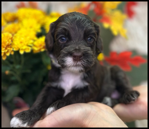miniature labradoodle puppy, miniature labradoodle puppies for sale, mini labradoodle puppies for sale, mini labradoodle puppies Oregon, labradoodle puppies for sale