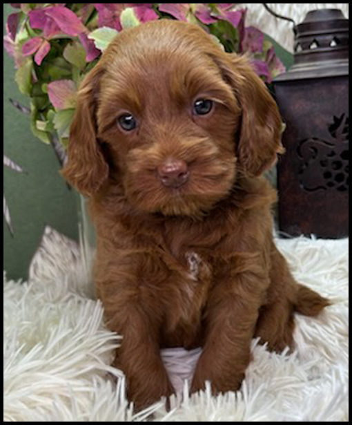 miniature labradoodle puppy, miniature labradoodle puppies for sale, mini labradoodle puppies for sale, mini labradoodle puppies Oregon, labradoodle puppies for sale