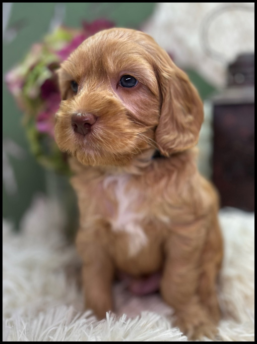 miniature labradoodle puppy, miniature labradoodle puppies for sale, mini labradoodle puppies for sale, mini labradoodle puppies Oregon, labradoodle puppies for sale