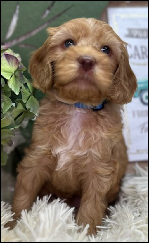 miniature labradoodle puppy, miniature labradoodle puppies for sale, mini labradoodle puppies for sale, mini labradoodle puppies Oregon, labradoodle puppies for sale