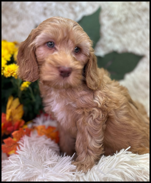 miniature labradoodle puppy, miniature labradoodle puppies for sale, mini labradoodle puppies for sale, mini labradoodle puppies Oregon, labradoodle puppies for sale