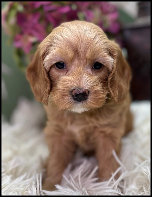 miniature labradoodle puppy, miniature labradoodle puppies for sale, mini labradoodle puppies for sale, mini labradoodle puppies Oregon, labradoodle puppies for sale