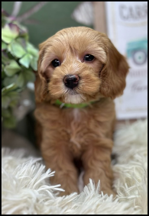 miniature labradoodle puppy, miniature labradoodle puppies for sale, mini labradoodle puppies for sale, mini labradoodle puppies Oregon, labradoodle puppies for sale