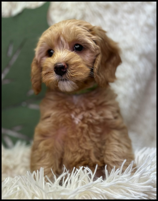 miniature labradoodle puppy, miniature labradoodle puppies for sale, mini labradoodle puppies for sale, mini labradoodle puppies Oregon, labradoodle puppies for sale