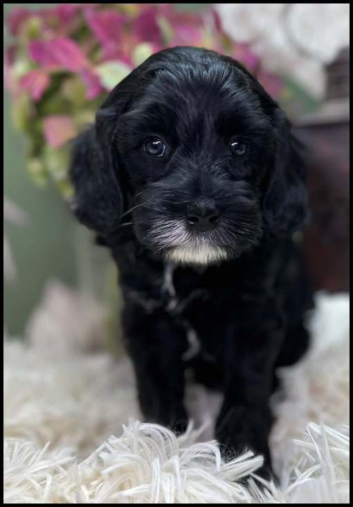 miniature labradoodle puppy, miniature labradoodle puppies for sale, mini labradoodle puppies for sale, mini labradoodle puppies Oregon, labradoodle puppies for sale