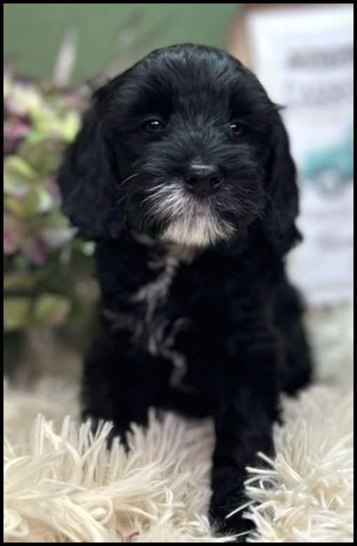 miniature labradoodle puppy, miniature labradoodle puppies for sale, mini labradoodle puppies for sale, mini labradoodle puppies Oregon, labradoodle puppies for sale