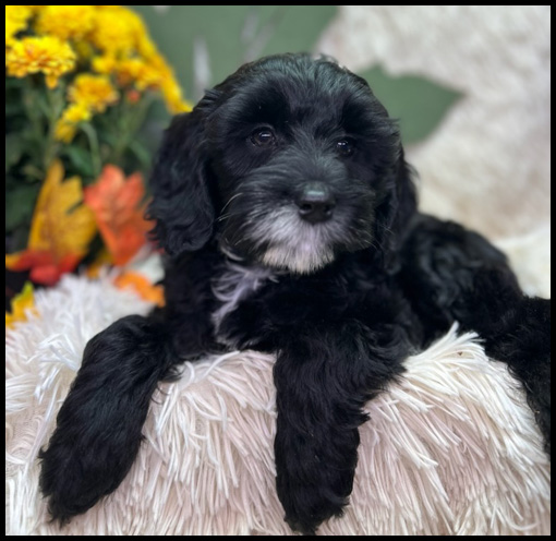 miniature labradoodle puppy, miniature labradoodle puppies for sale, mini labradoodle puppies for sale, mini labradoodle puppies Oregon, labradoodle puppies for sale