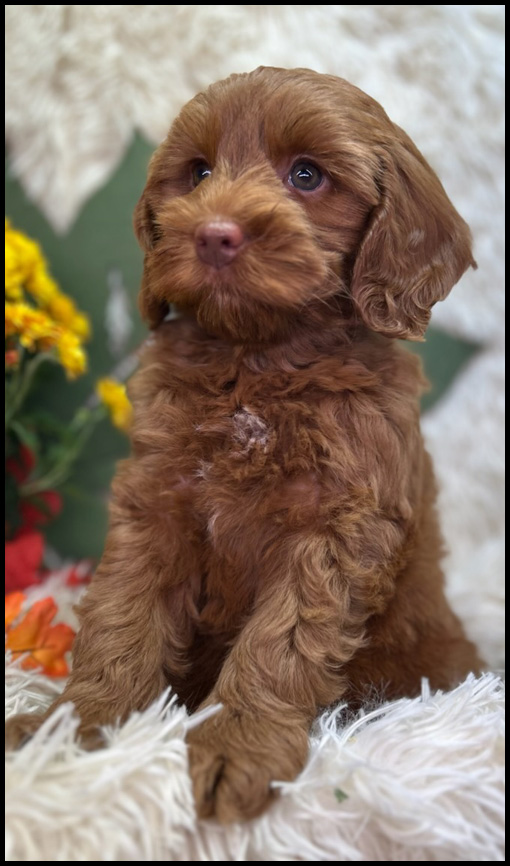 miniature labradoodle puppy, miniature labradoodle puppies for sale, mini labradoodle puppies for sale, mini labradoodle puppies Oregon, labradoodle puppies for sale