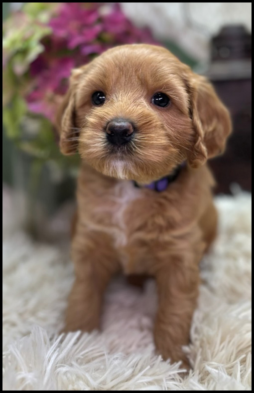 miniature labradoodle puppy, miniature labradoodle puppies for sale, mini labradoodle puppies for sale, mini labradoodle puppies Oregon, labradoodle puppies for sale
