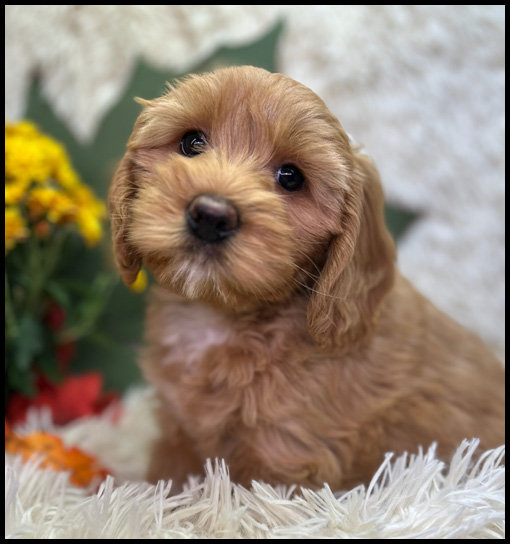 miniature labradoodle puppy, miniature labradoodle puppies for sale, mini labradoodle puppies for sale, mini labradoodle puppies Oregon, labradoodle puppies for sale