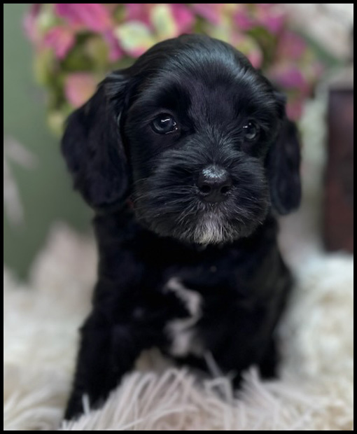 miniature labradoodle puppy, miniature labradoodle puppies for sale, mini labradoodle puppies for sale, mini labradoodle puppies Oregon, labradoodle puppies for sale