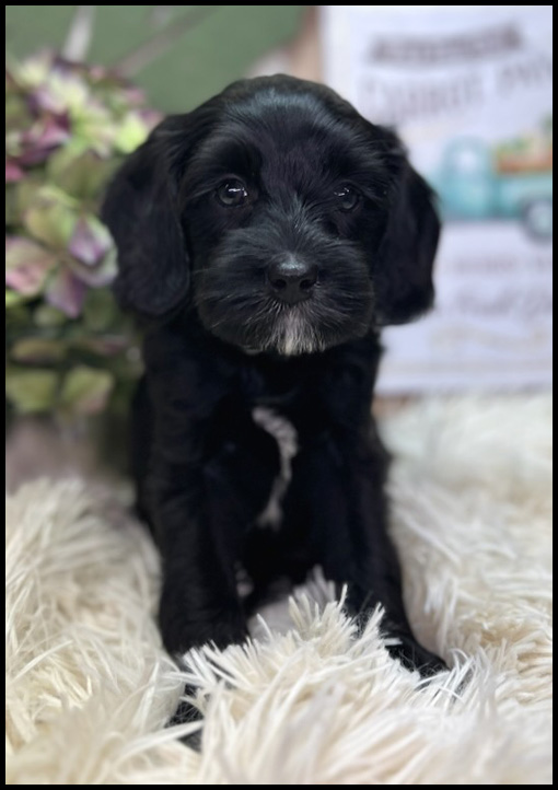 miniature labradoodle puppy, miniature labradoodle puppies for sale, mini labradoodle puppies for sale, mini labradoodle puppies Oregon, labradoodle puppies for sale